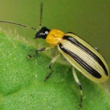 thumbnail for publication: Striped Cucumber Beetle Acalymma vittatum F. (Insecta: Coleoptera: Chrysomelidae)